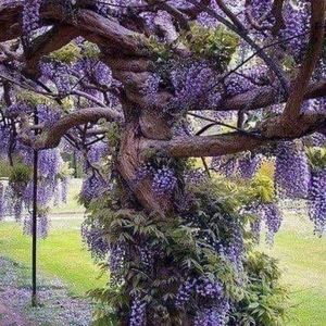 Meet your Posher, Rose-marie